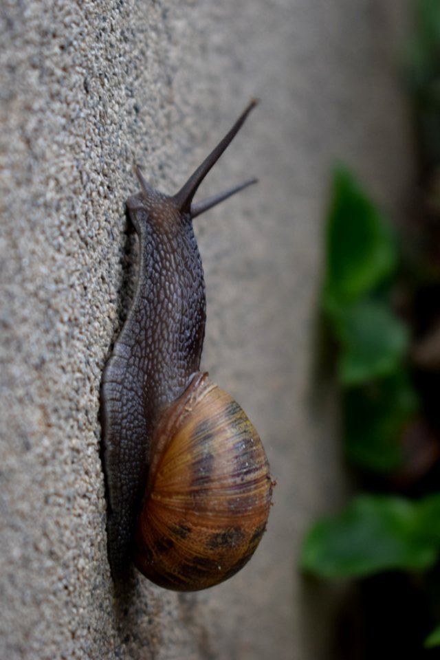 Snails And Slugs Snail Molluscs Invertebrate