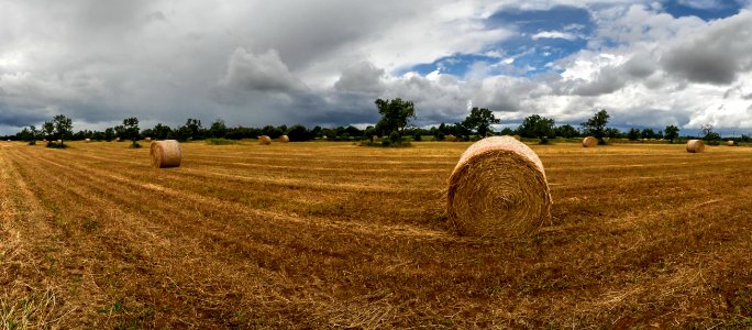 Hay Field Agriculture Crop