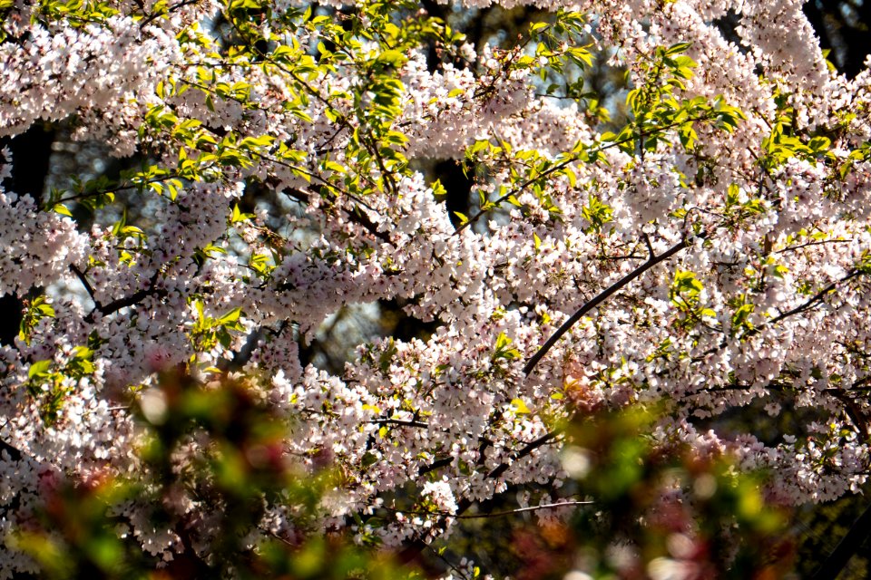 Plant Flora Blossom Flower