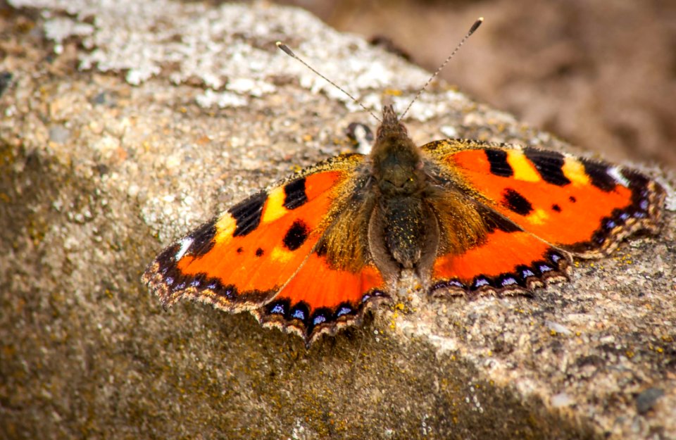 Butterfly Moths And Butterflies Insect Invertebrate