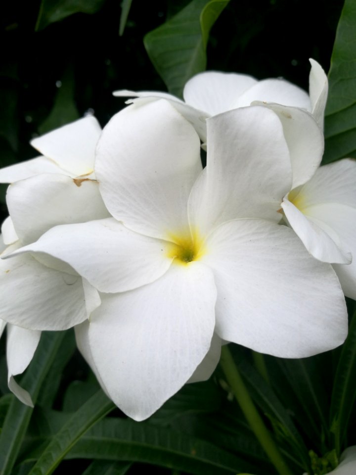 Flower White Plant Flora