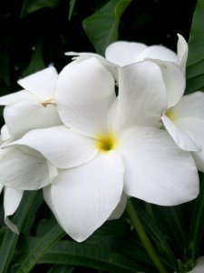 Flower White Plant Flora