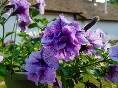 Flower Plant Purple Annual Plant