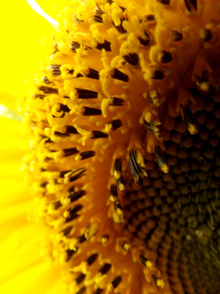 Sunflower Yellow Pollen Sunflower Seed