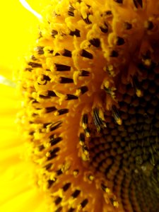 Sunflower Yellow Pollen Sunflower Seed photo