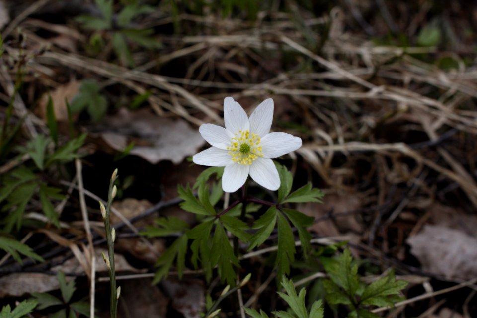 Flower Plant Flora Anemone