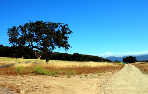 Road Sky Ecosystem Field