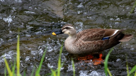 Bird Duck Water Mallard photo