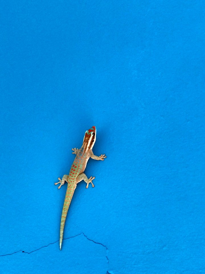 Reptile Lizard Gecko Sky