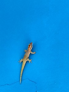 Reptile Lizard Gecko Sky