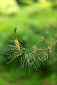 Vegetation Ecosystem Grass Close Up