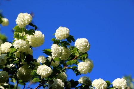 Blue Flower Plant Sky