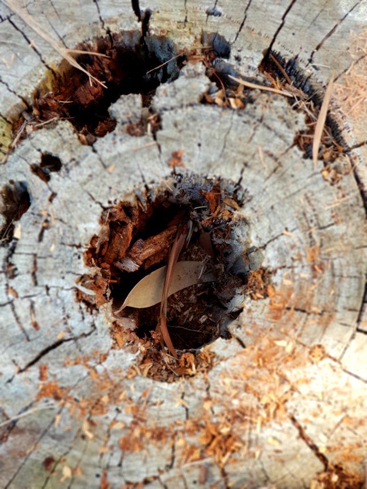 Soil Tree