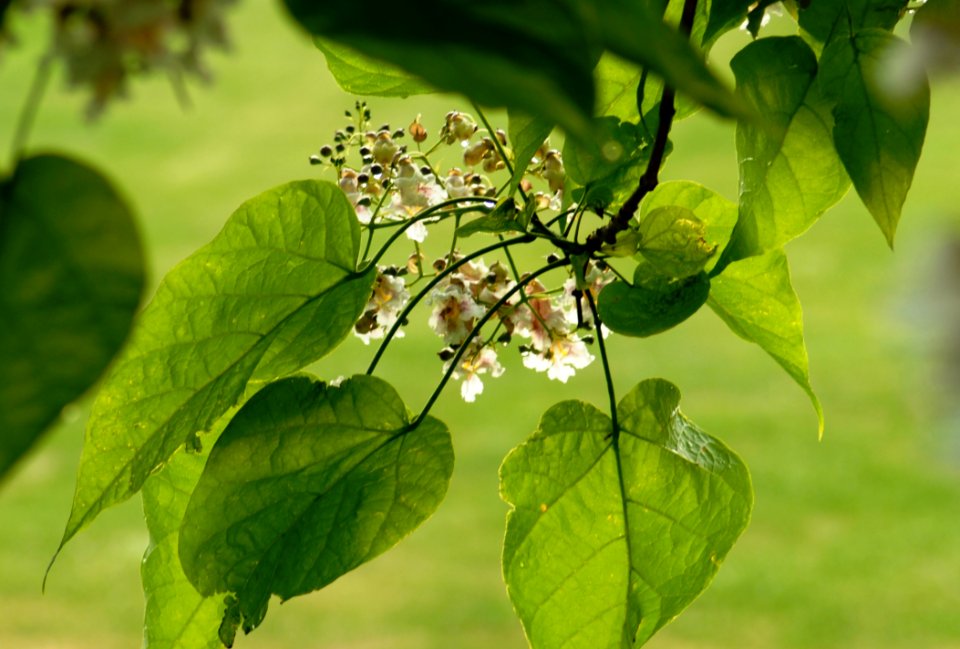Leaf Plant Flora Tree