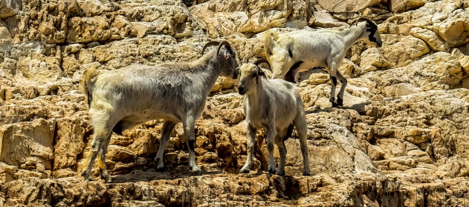 Herd Fauna Wildlife Barbary Sheep photo