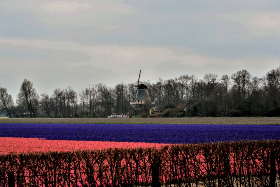 Field Windmill Sky Tree