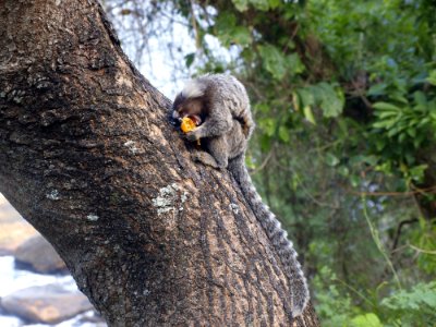 Mammal Fauna Tree Wildlife