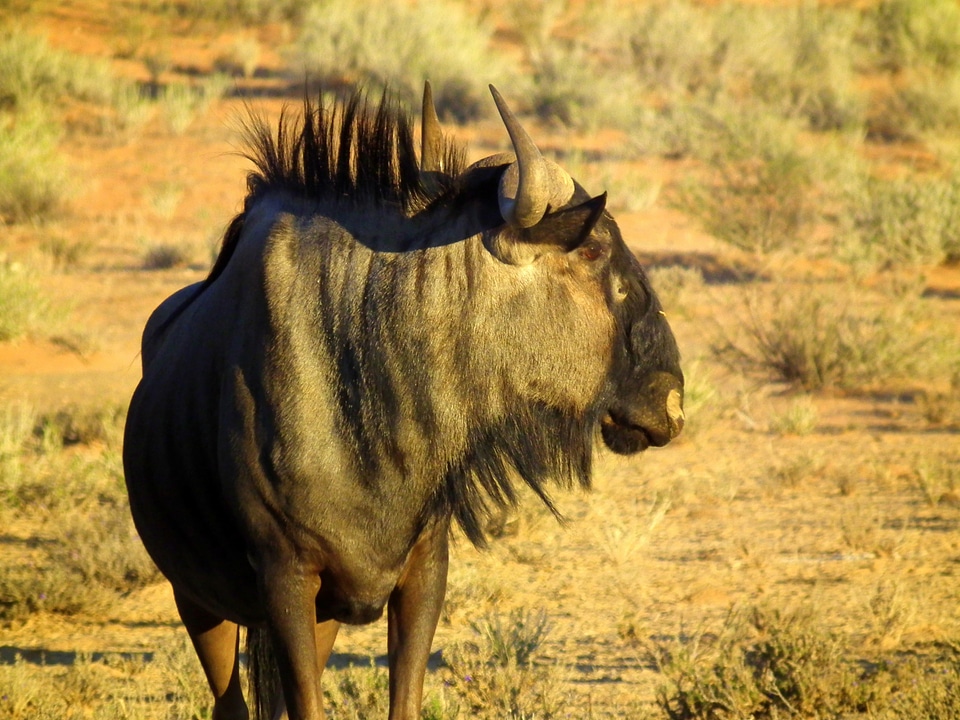 Africa wild wild animal