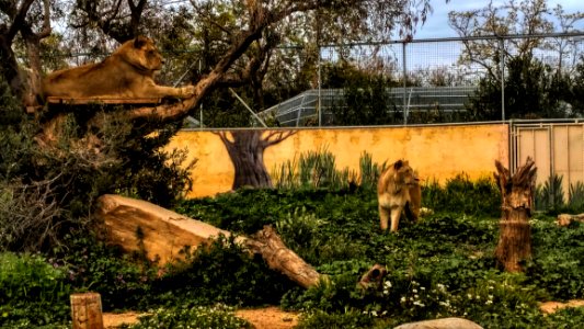 Wildlife Fauna Zoo Tree