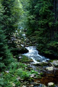 Water Stream Nature Vegetation photo