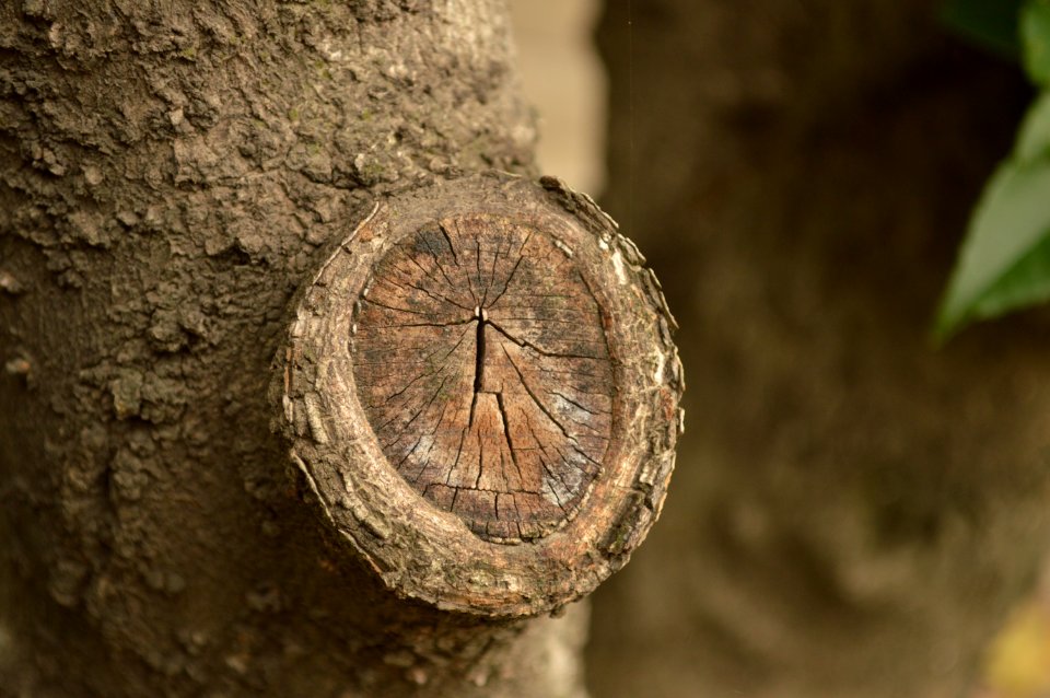 Close Up Tree Trunk