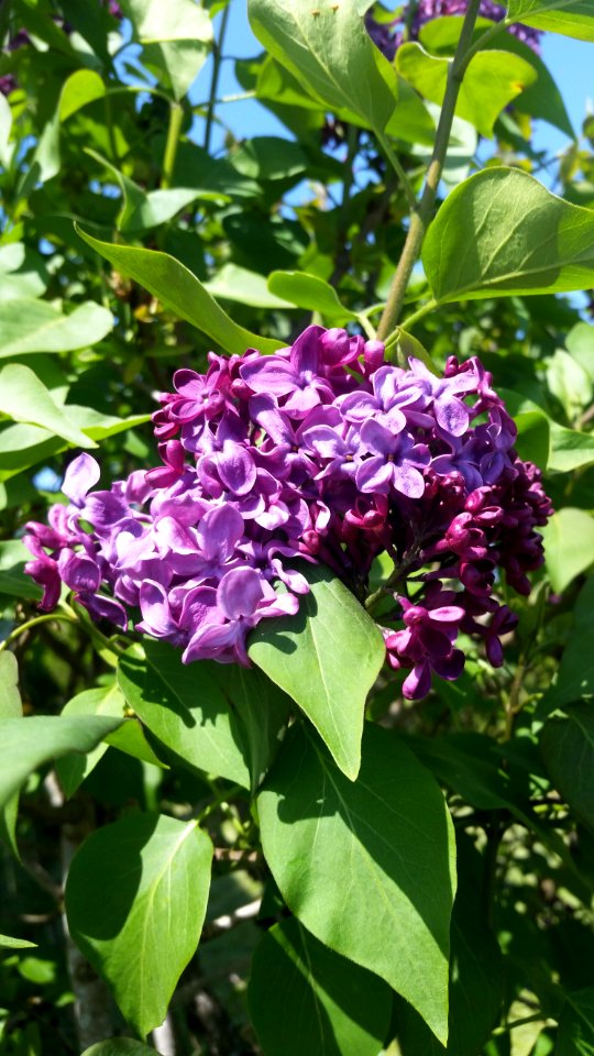 Plant Flower Lilac Flora photo