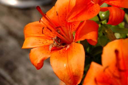 Flower Lily Orange Lily Flora