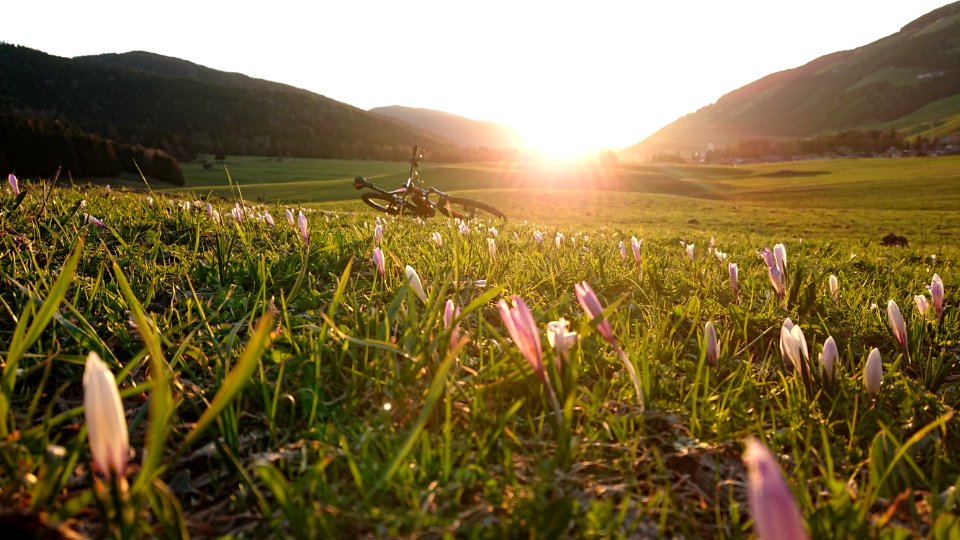 Field Wildflower Grassland Meadow photo