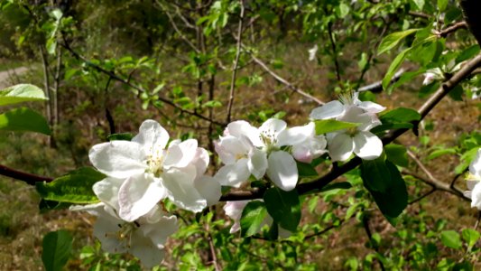 Plant Flora Flower Spring