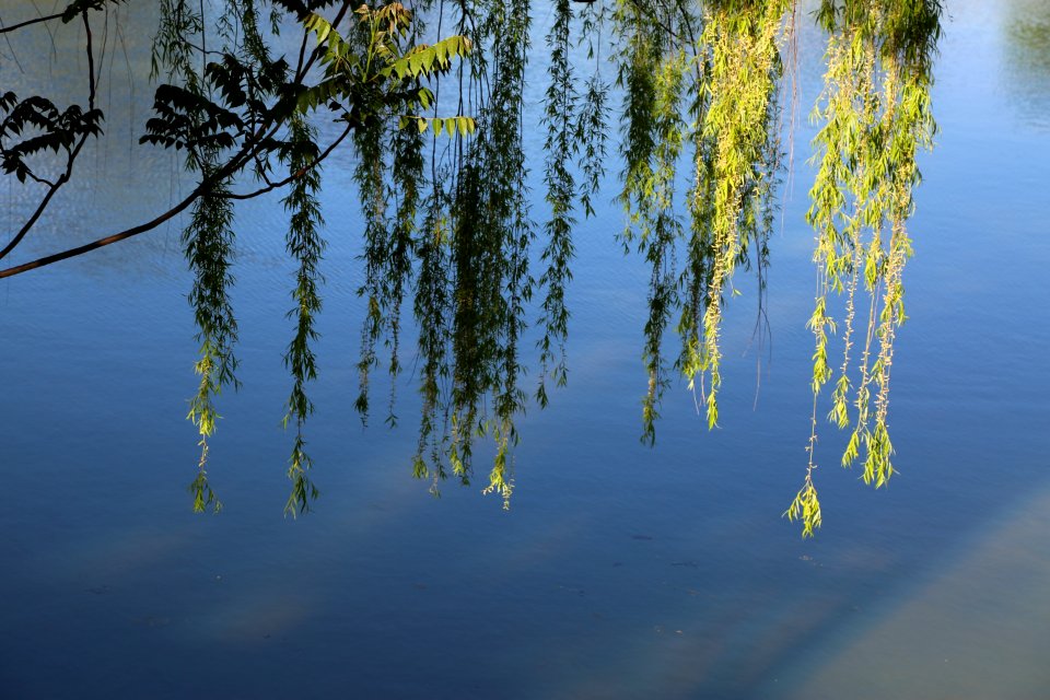Reflection Water Nature Tree