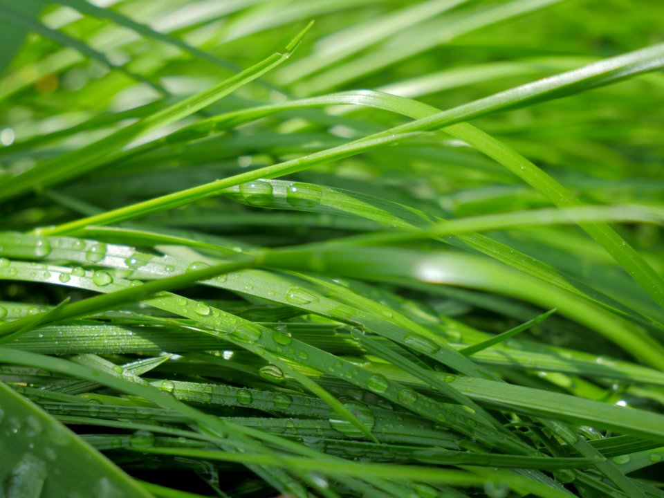 Water Grass Dew Moisture