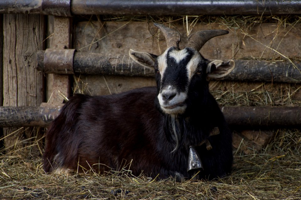 Goats Goat Horn Cow Goat Family photo