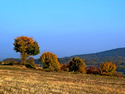 Sky Ecosystem Tree Vegetation