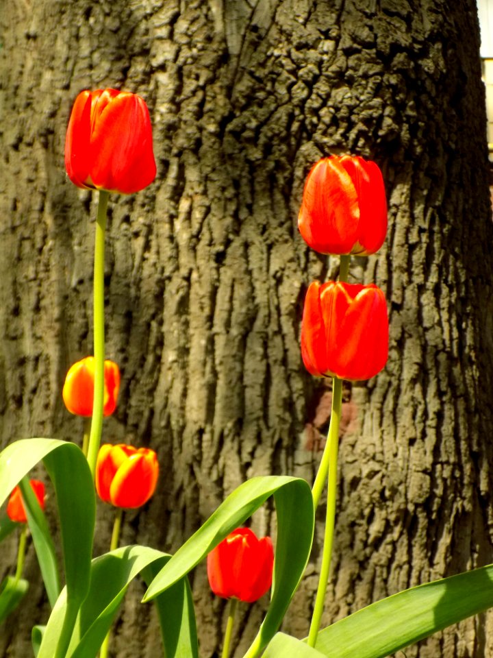Flower Flowering Plant Tulip Plant