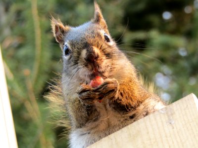 Squirrel Mammal Fauna Whiskers