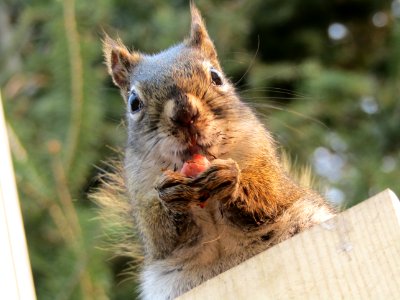 Squirrel Mammal Fauna Whiskers photo