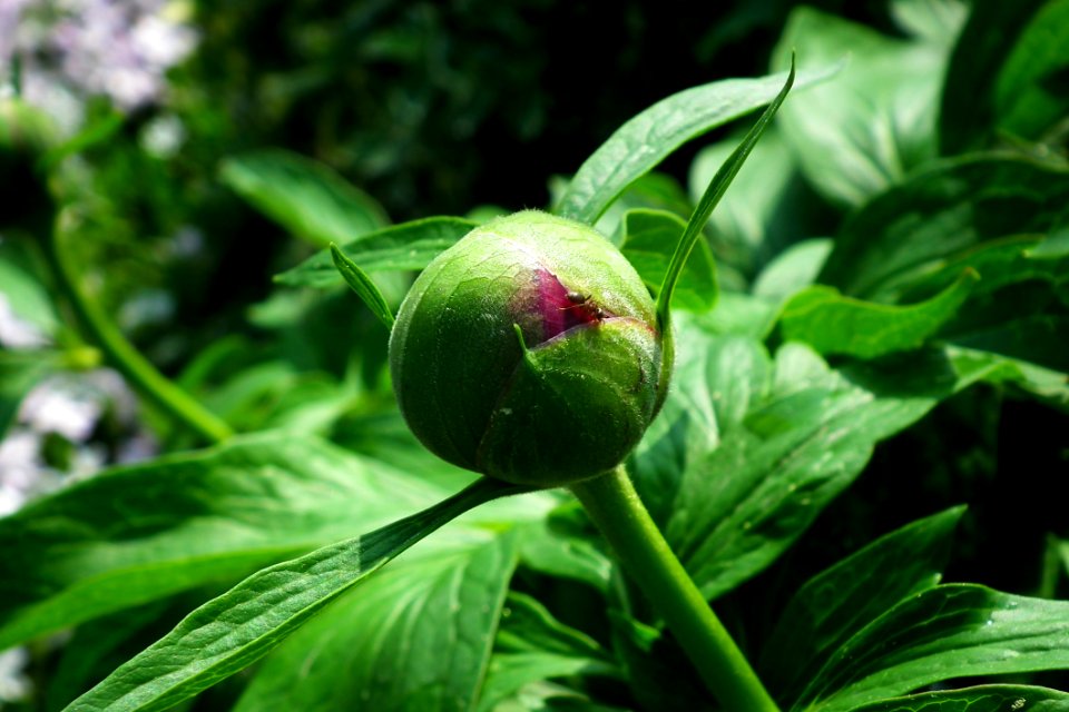 Plant Flower Bud Cypripedium