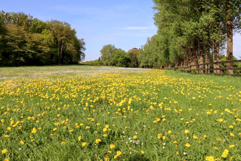 Flower Meadow Ecosystem Vegetation