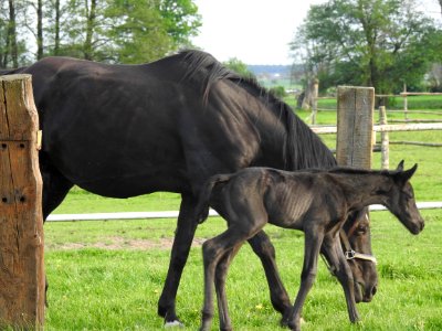 Horse Mare Foal Pasture