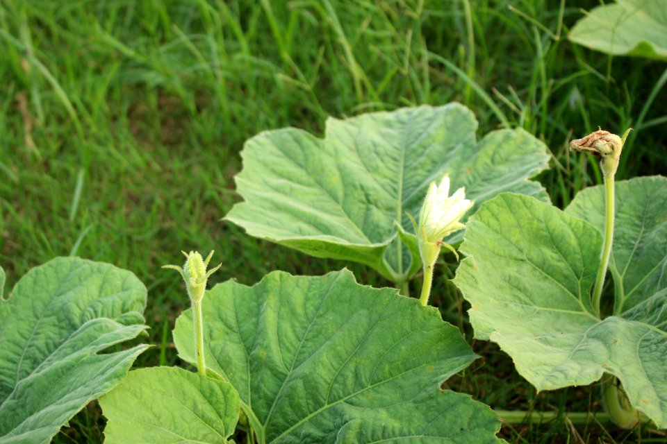 Plant Leaf Cash Crop Herb