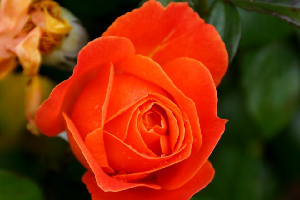 Rose Rose Family Flower Floribunda