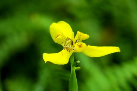 Flower Flora Yellow Wildflower photo