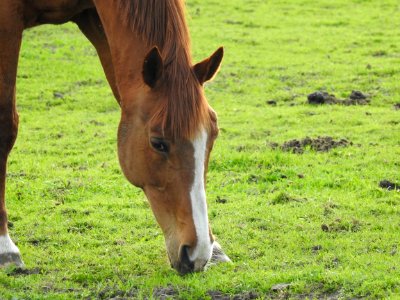 Horse Grassland Pasture Grazing photo