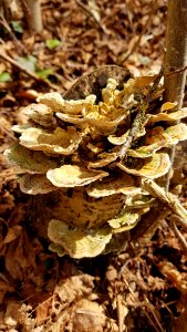 Fungus Edible Mushroom