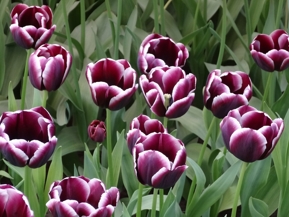 Keukenhof purple flower