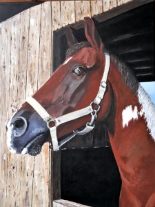 Horse Halter Bridle Horse Tack