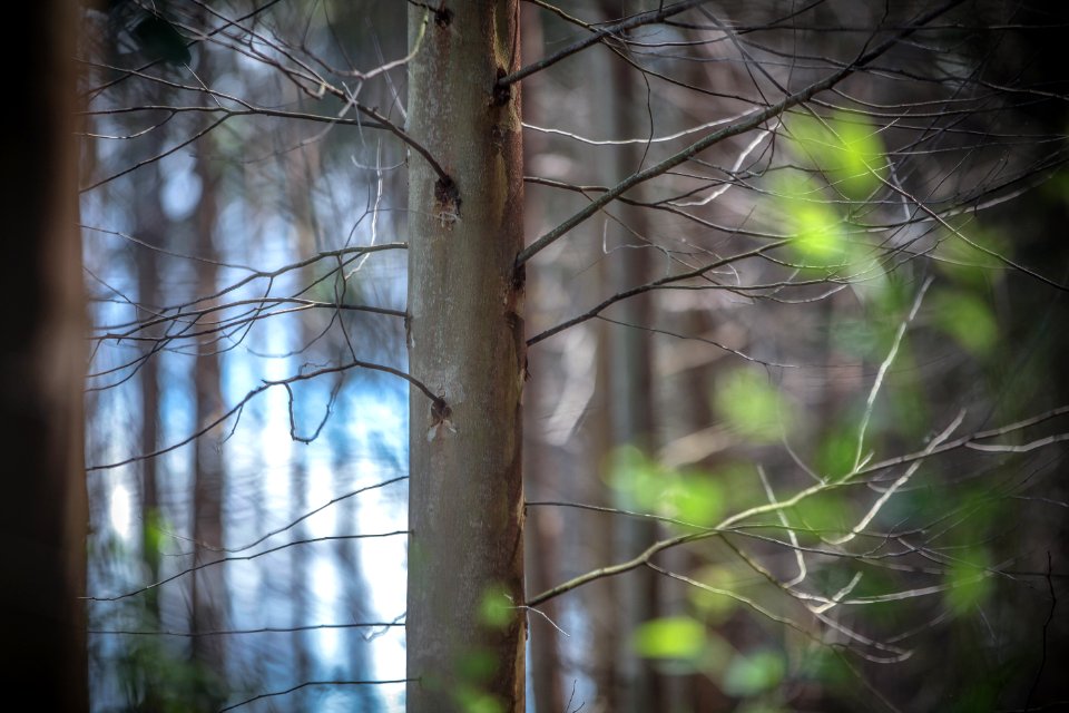 Branch Tree Nature Leaf