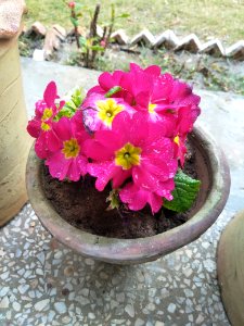 Flower Plant Pink Flowerpot photo