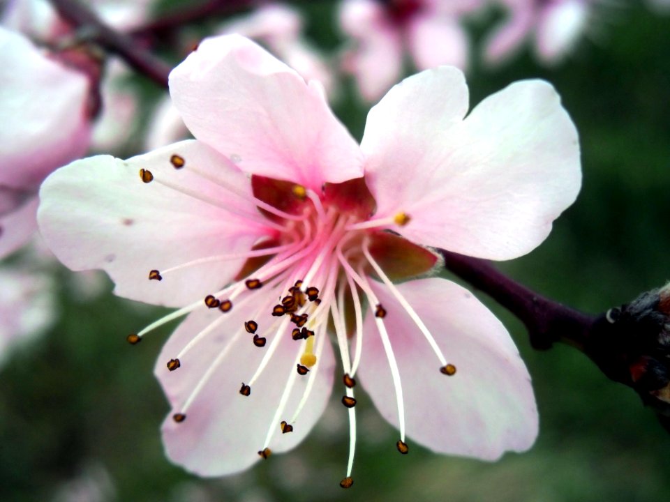 Flower Blossom Plant Flora