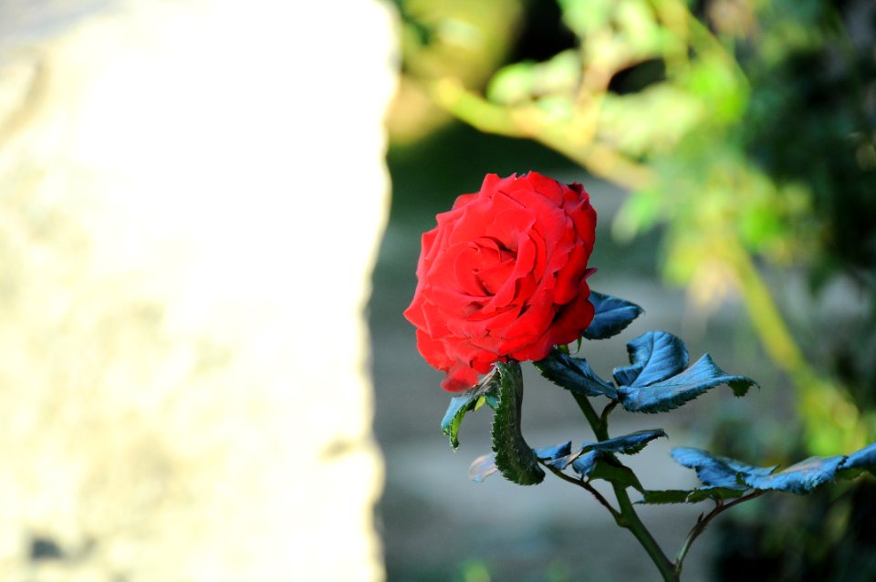 Flower Rose Family Rose Flowering Plant